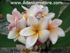 (image for) Plumeria Seeds \'Classic Brown\' (6 Seeds)